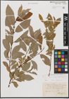 Foto von Salix caprea L. x Salix daphnoides Vill.